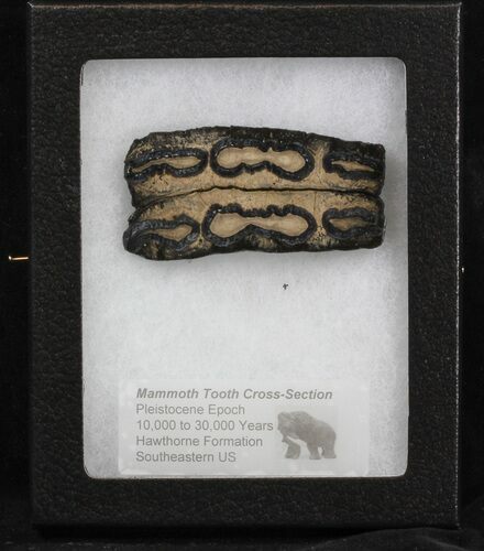 Mammoth Molar Slice - South Carolina #40106